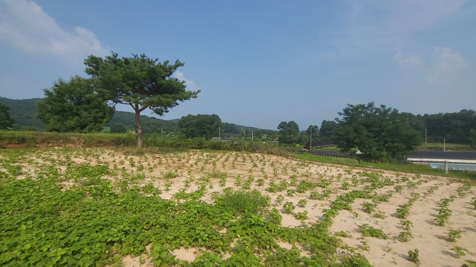 경기 이천시 장호원읍 나래리 이천 장호원 나래리 묘자리 토지 매매 매매 매물번호 18532 사진 1